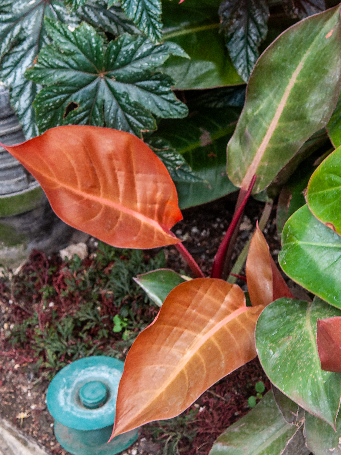 Philodendron Prince of Orange (Philodendron)